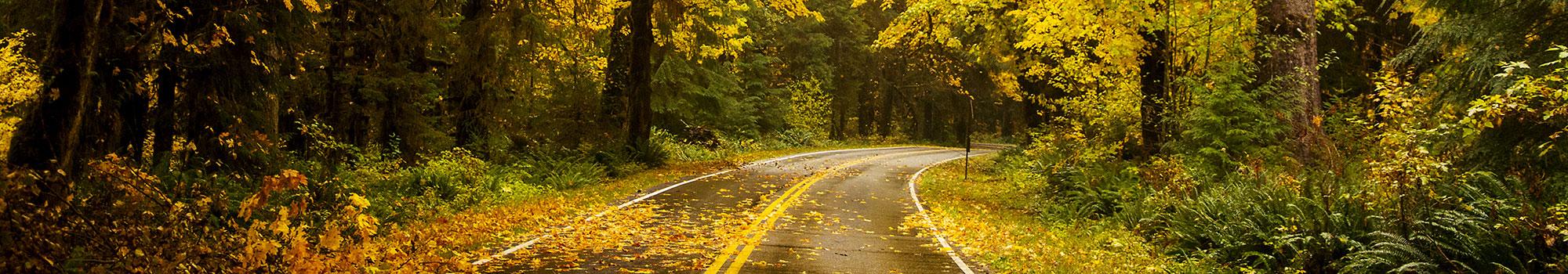 Road with autumn leaves